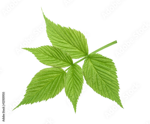 Raspberry leaf isolated without shadow