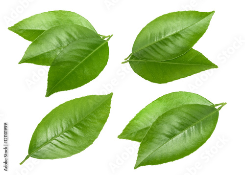 Citrus leaves isolated without shadow
