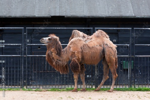 Camel in Planckendael zoo. photo