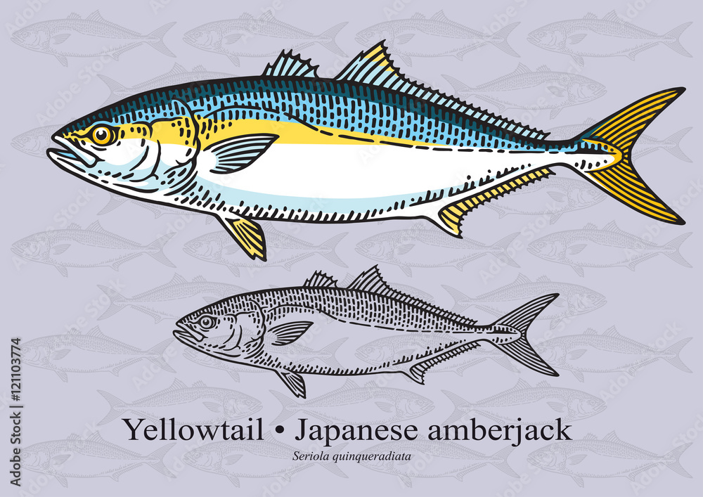 Fototapeta premium Yelowtail Fish (Japenese Amberjack). Vector illustration for artwork in small sizes. Suitable for graphic and packaging design, educational examples, web, etc.