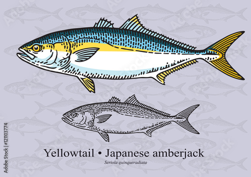 Yelowtail Fish (Japenese Amberjack). Vector illustration for artwork in small sizes. Suitable for graphic and packaging design, educational examples, web, etc.