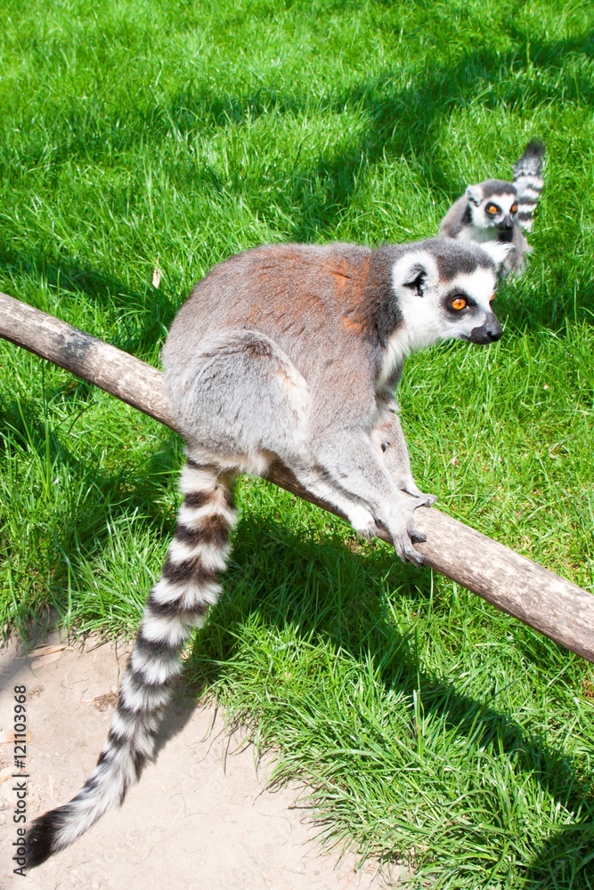 Fototapeta premium Lemur in Planckendael zoo.