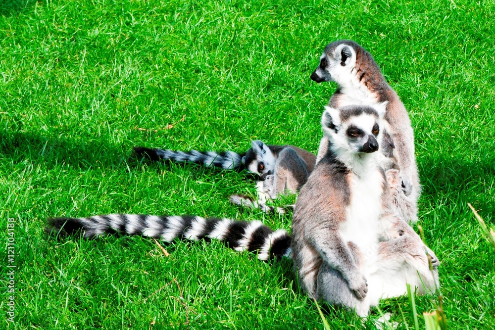 Lemur in Planckendael zoo.