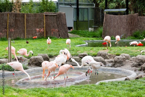 Flamingos in Planckendael zoo.