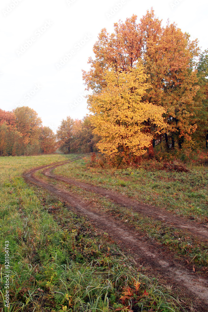 Naklejka premium forest road