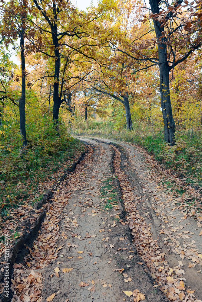 forest road