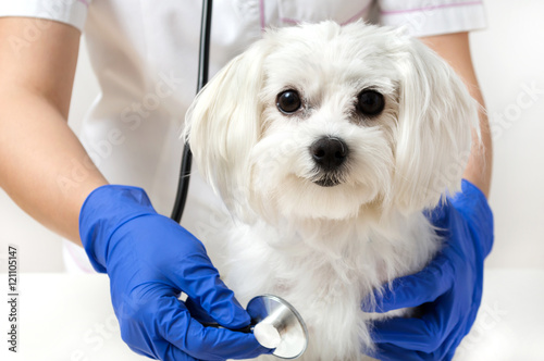 Dog is examinated by vet in veterinary clinic