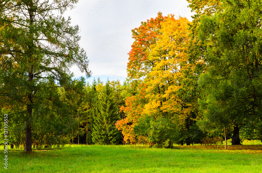 Naklejka premium colorful autumn leaves on trees in park at sunset