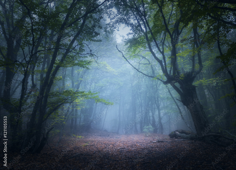 Fototapeta premium Las we mgle. Zaczarowany jesień las w mgle w ranku. Stare drzewo. Piękny krajobraz z drzewami, kolorowymi zielonymi liśćmi i błękitną mgłą. Tło natura. Ciemny, mglisty las z magiczną atmosferą
