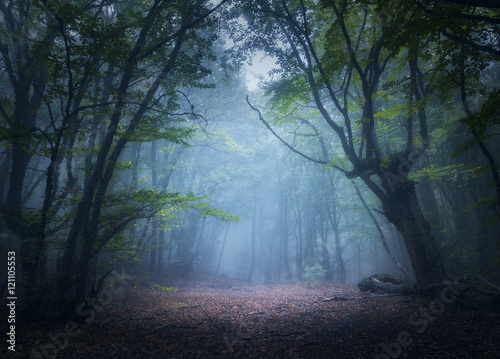 Fototapete Wald im Nebel