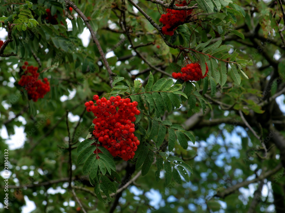 Vogelbeeren am Baum Vogelbeeren am Baum