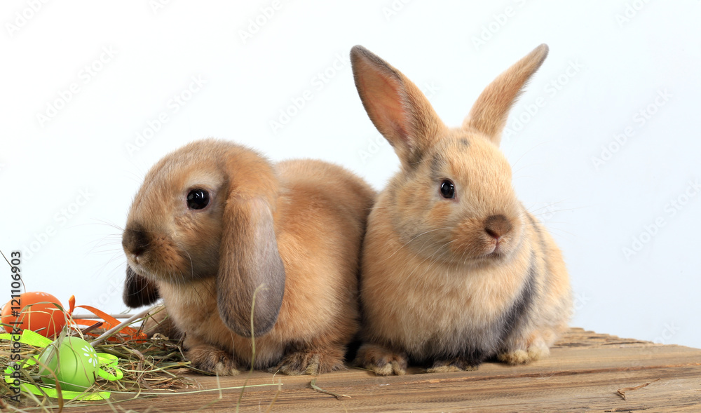 Fototapeta premium pair of rabbits