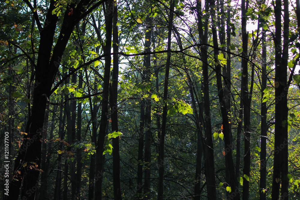 Obraz premium Лето. Лес с зелеными листьями в контровом свете