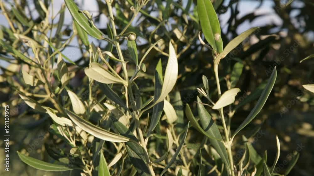 Alberi di olive. Alberi di olive.