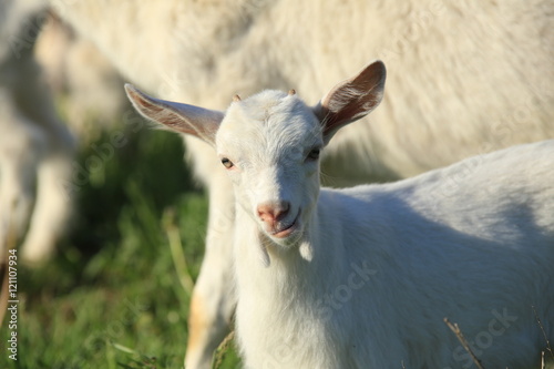 Goat with kids on a meadow