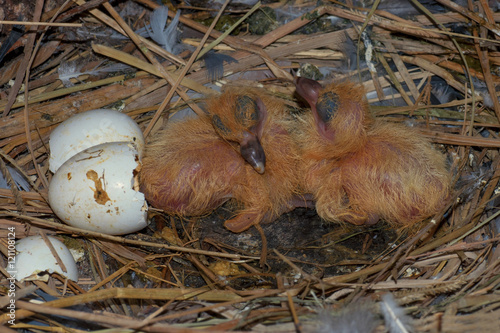 two infant birds hatching from its egg sitting on nest 