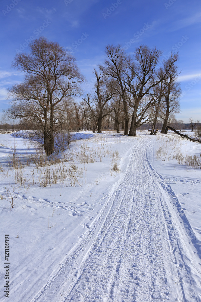 Obraz premium oak trees in winter