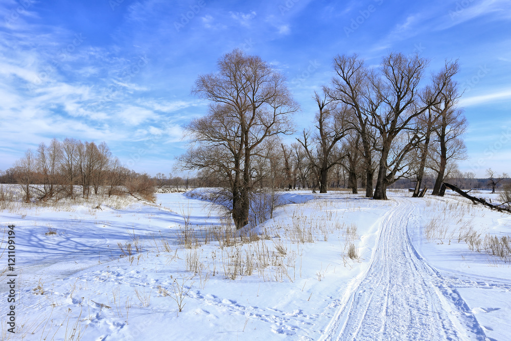 Obraz premium oak trees in winter