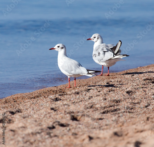 Gull on the lake