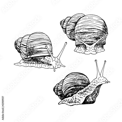 Hand drawn set of snails