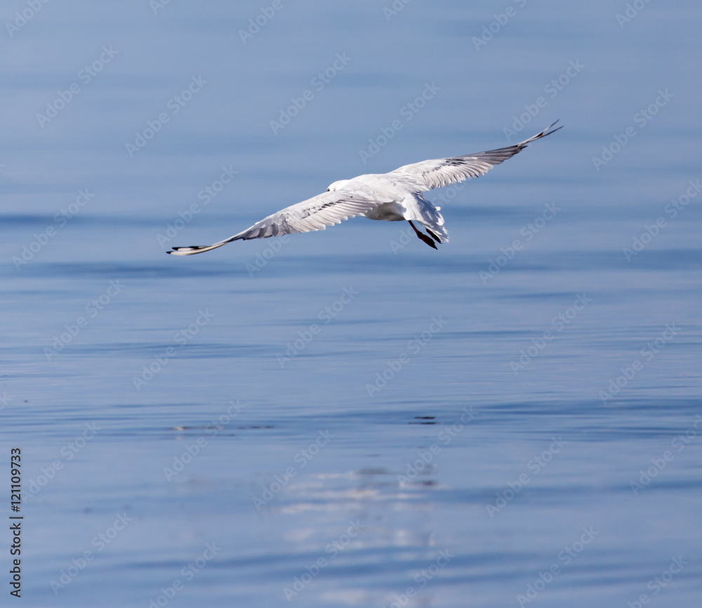 Fototapeta premium Gull on the lake in nature