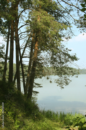 Slika na platnu tall pines on the shore of the blue lake