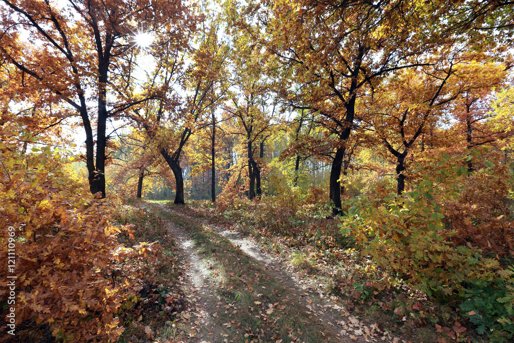 Fototapeta premium forest road