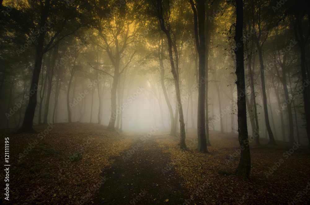 Naklejka premium forest in fall