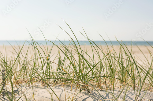 Strandgras an der Küste