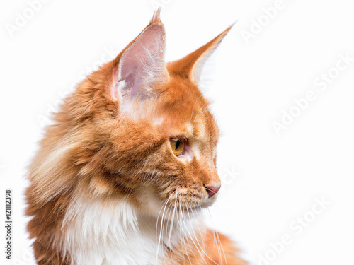 Fototapeta Naklejka Na Ścianę i Meble -  Funny Maine Coon cat looking somewhere. Close up of young adorable kitten 7,5 months old look and sit. Beautiful red-haired kitty isolated on white background. 