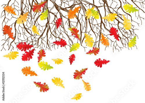 Autumn tree