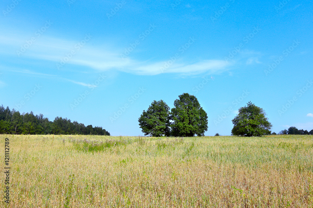 trees in the meadow