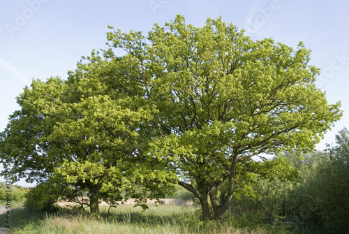 Two young oak trees stand side by side on the edge of a field, Yorkshire, UK