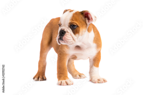 English bulldog puppy in front of white background © zorandim75