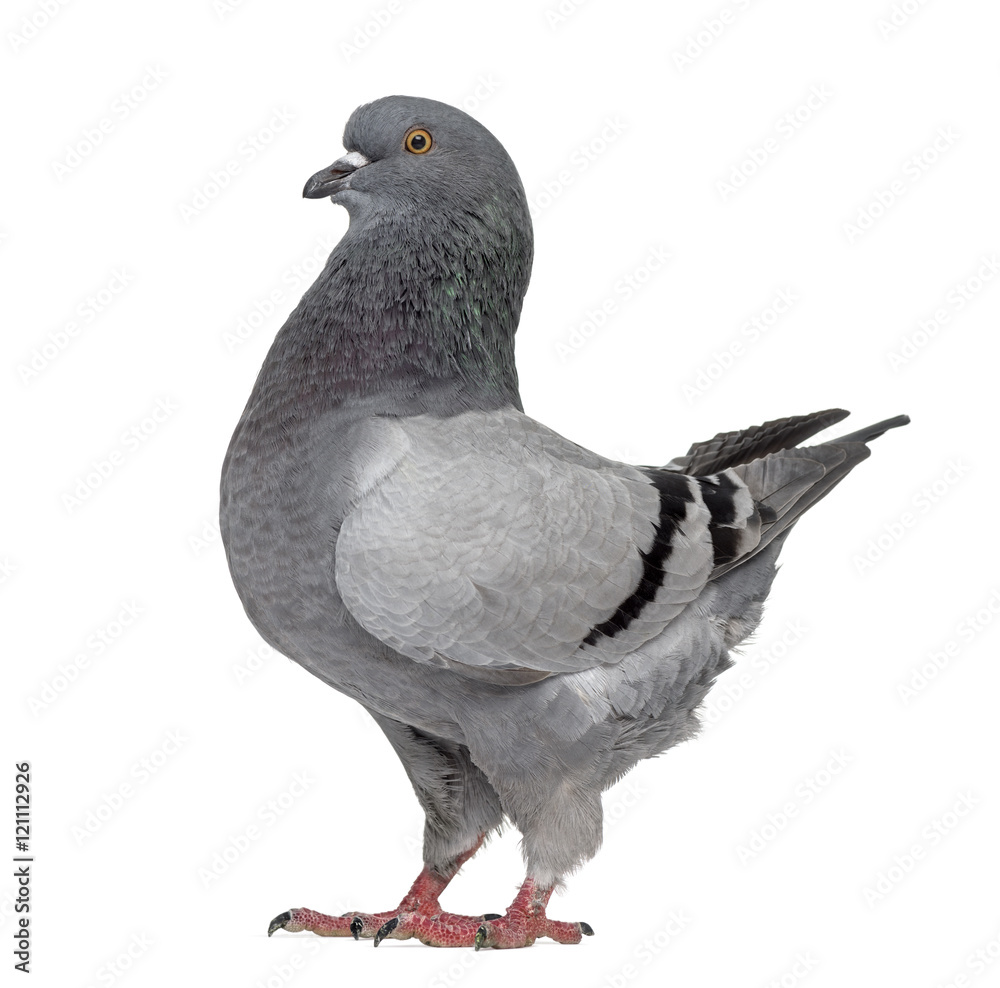 Naklejka premium Black King Pigeon isolated on white
