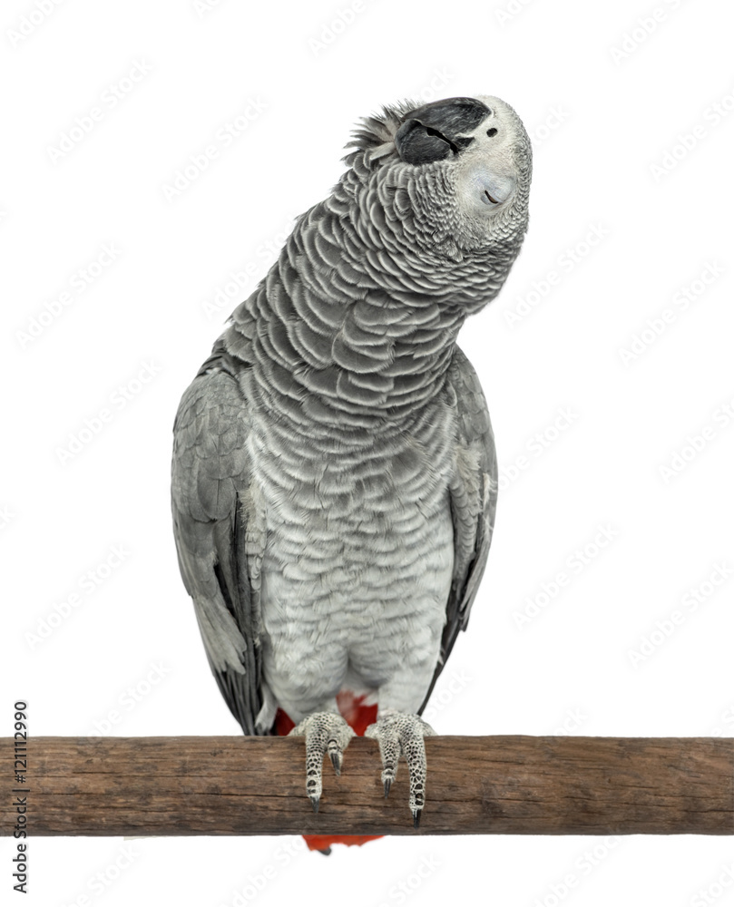 Fototapeta premium Perched African grey singing with eyes closed, isolated on white