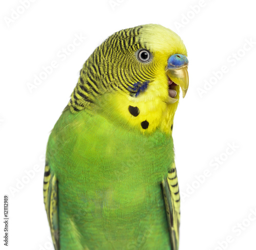 Fototapeta Close-up of Budgie with beak open on white background