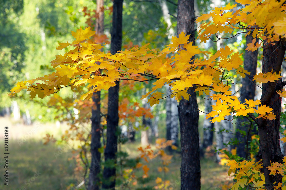 Obraz premium golden autumn