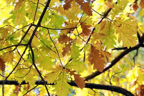 oak leaves