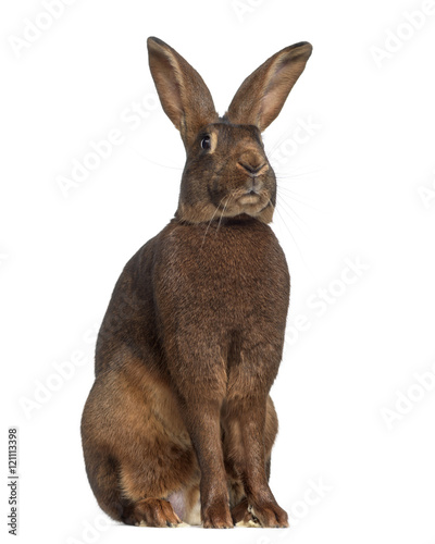 Belgian Hare isolated on white