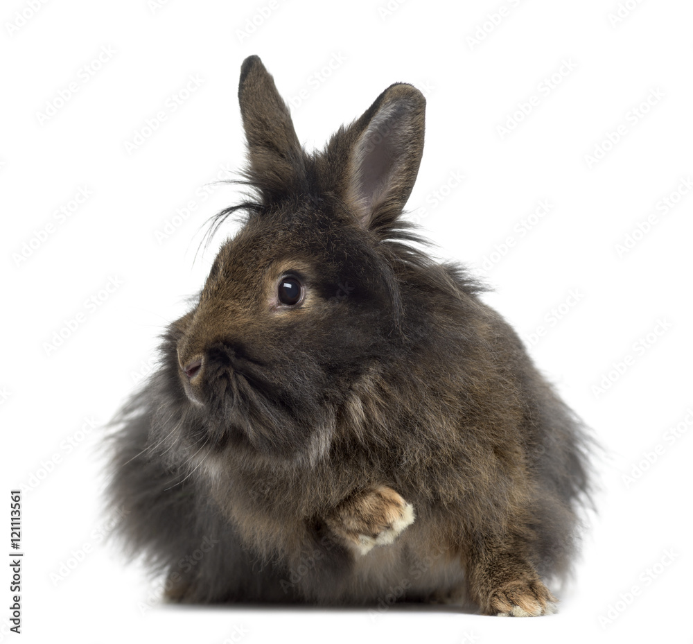 Mini Lop Rabbit isolated on white Mini Lop Rabbit isolated on white