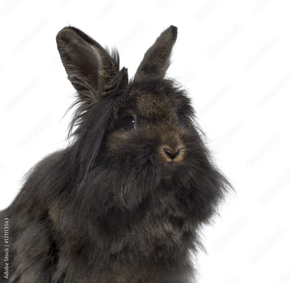 Close-up of Mini Lop Rabbit isolated on white Close-up of Mini Lop Rabbit isolated on white