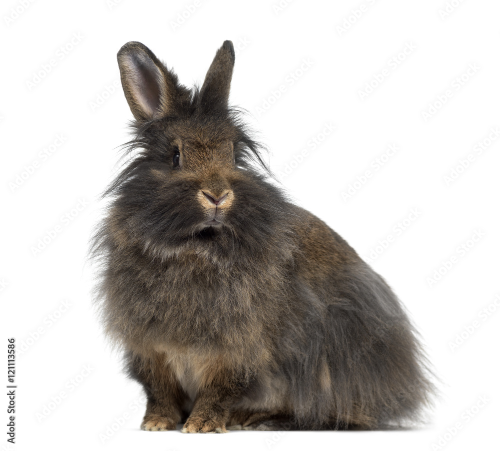 Side view of Mini Lop Rabbit isolated on white Side view of Mini Lop Rabbit isolated on white
