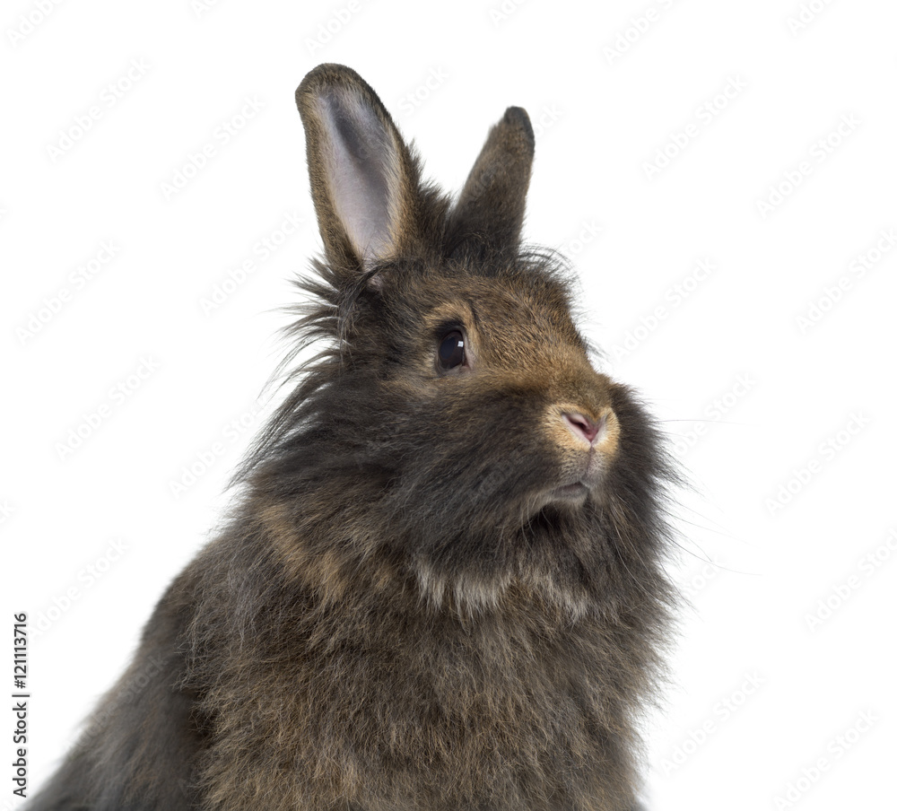 Close-up of Mini Lop Rabbit isolated on white