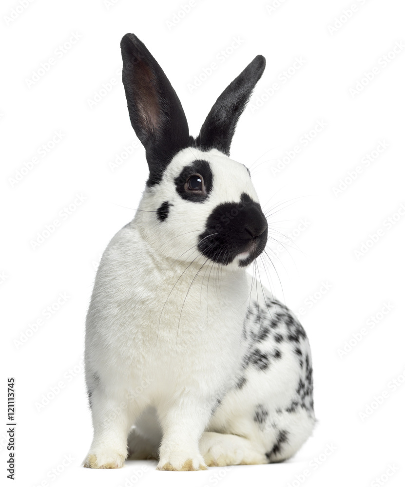 Front view of Checkered rabbit isolated on white