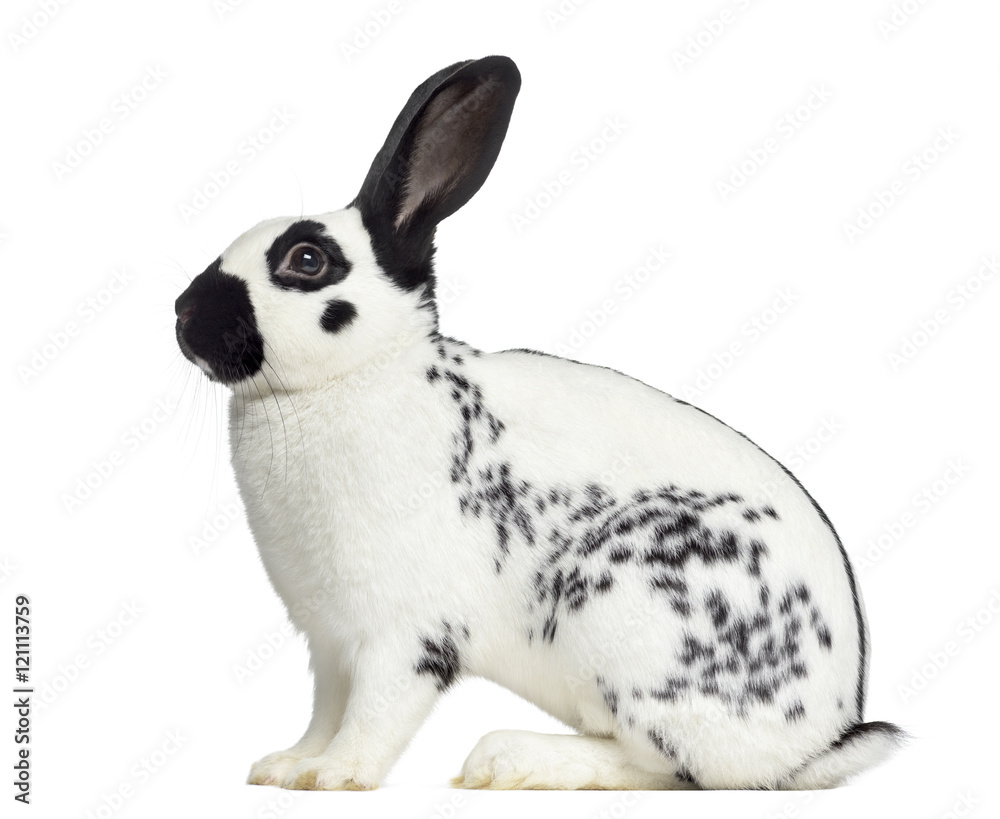 Obraz premium Side view of Checkered rabbit isolated on white