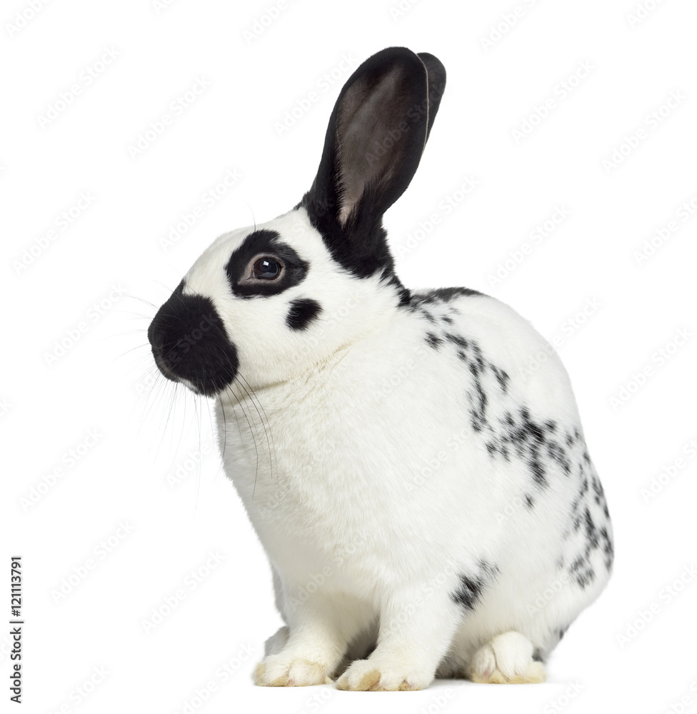 Fototapeta premium Side view of Checkered rabbit isolated on white