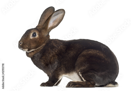 Side view of Rex Rabbit isolated on white