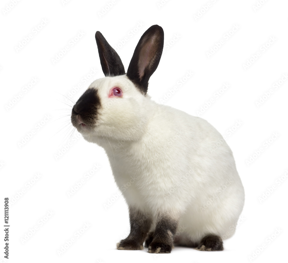 Obraz premium Russian rabbit, looking up isolated on white