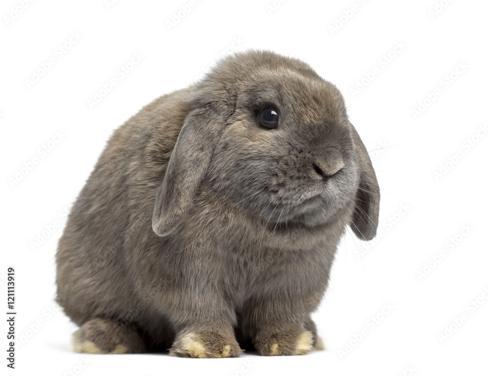 Fototapeta premium Side view of Holland Lop rabbit isolated on white